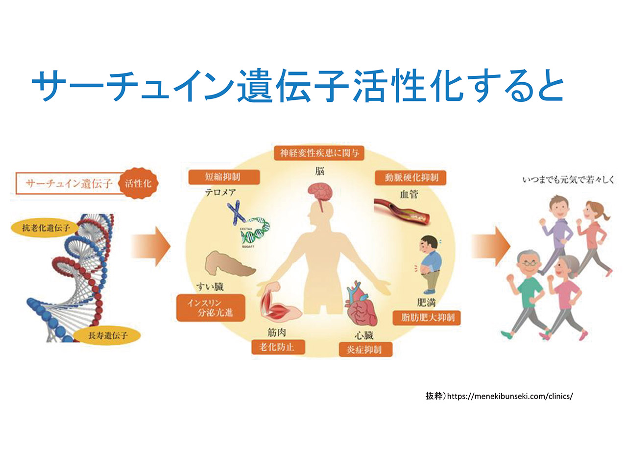 NMNによるサーチュイン遺伝子の活性化