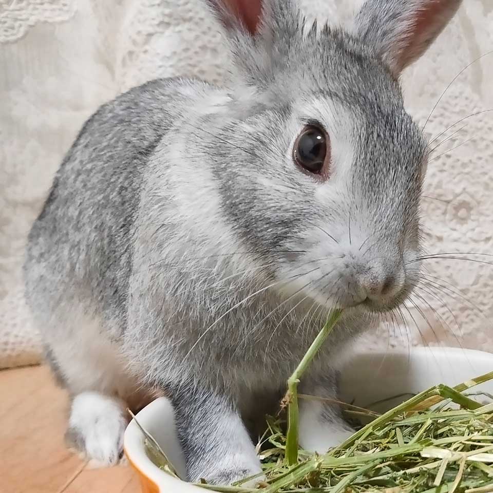 rabbit_a ペットにケイ素