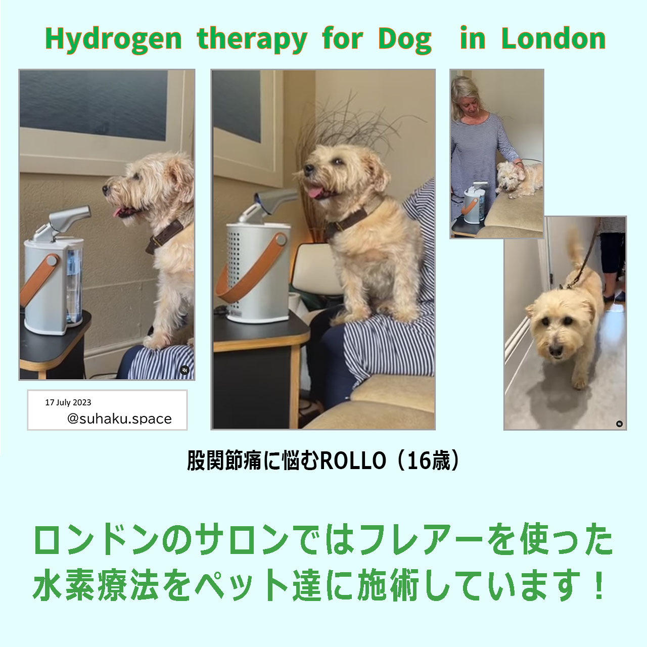 フレアーで老犬に水素療法を施術するロンドンの水素サロン